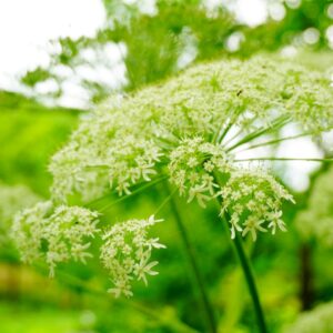アジョワンの効果効能